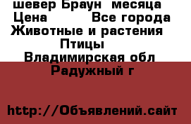 шевер Браун 2месяца › Цена ­ 200 - Все города Животные и растения » Птицы   . Владимирская обл.,Радужный г.